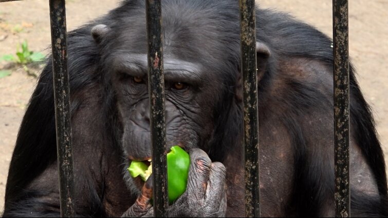 Masz ochotę na lunch z szympansami? Nowa atrakcja oliwskiego ZOO