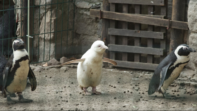 Pingwin - albinos urodził się w Gdańsku