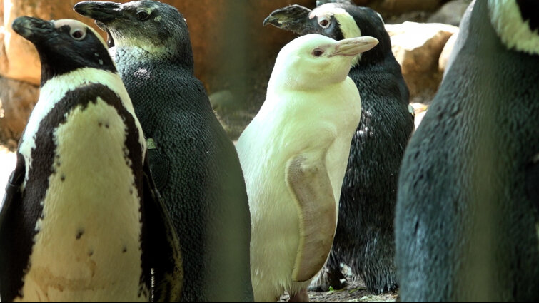 Pingwiny przyjęły albinosa do stada