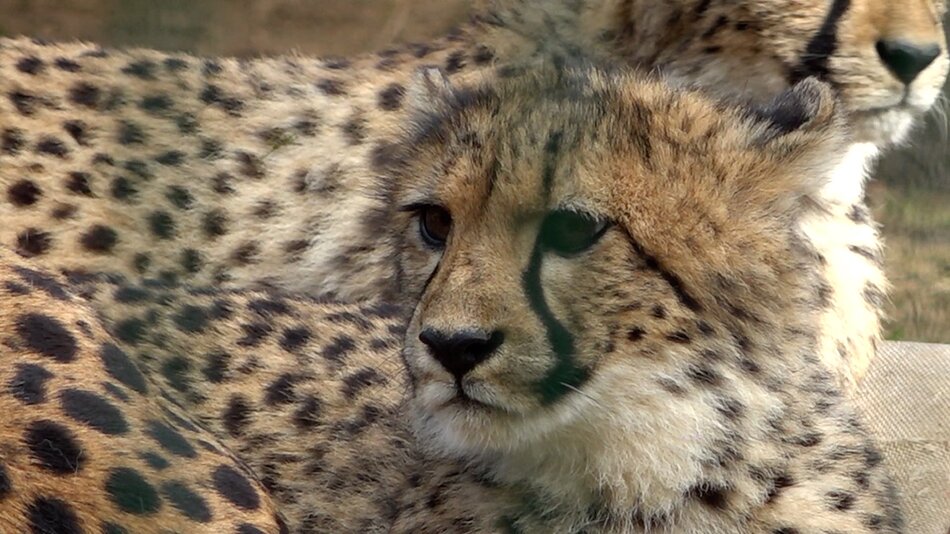 Gdańskie gepardy mają już swoje imiona