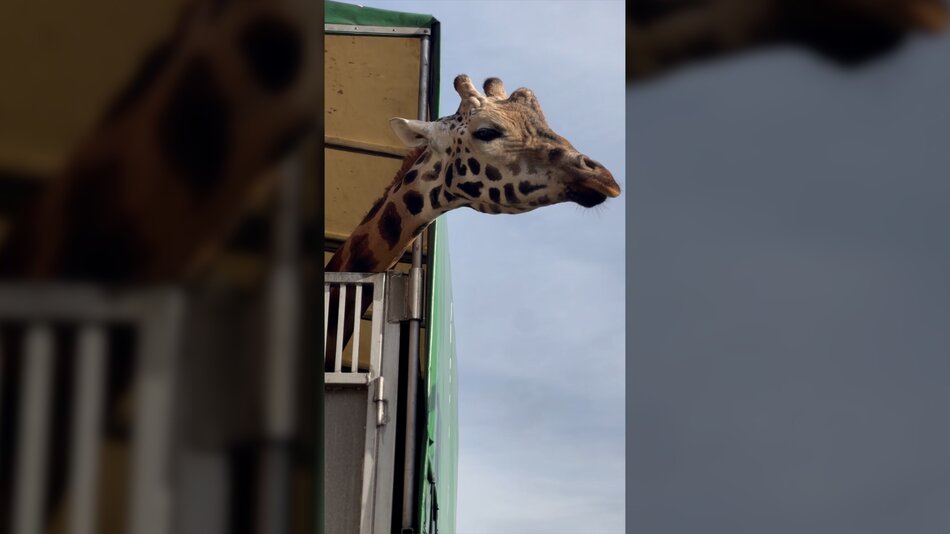 Zobacz, jak Gienek opuszcza żyrafie stado w gdańskim zoo