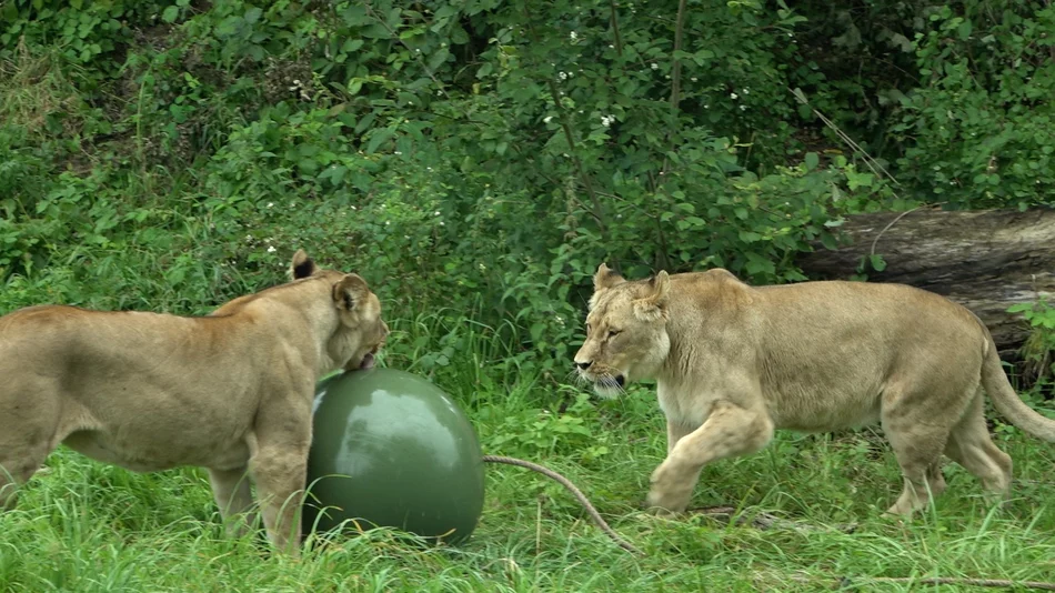 Rodzinny Dzień Lwa w gdańskim zoo