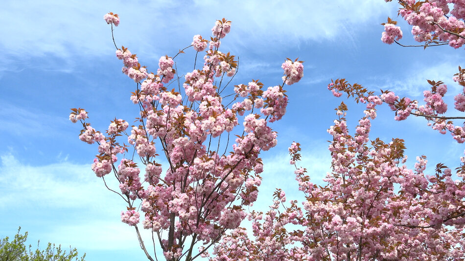 Kwitnące wiśnie w parku Reagana