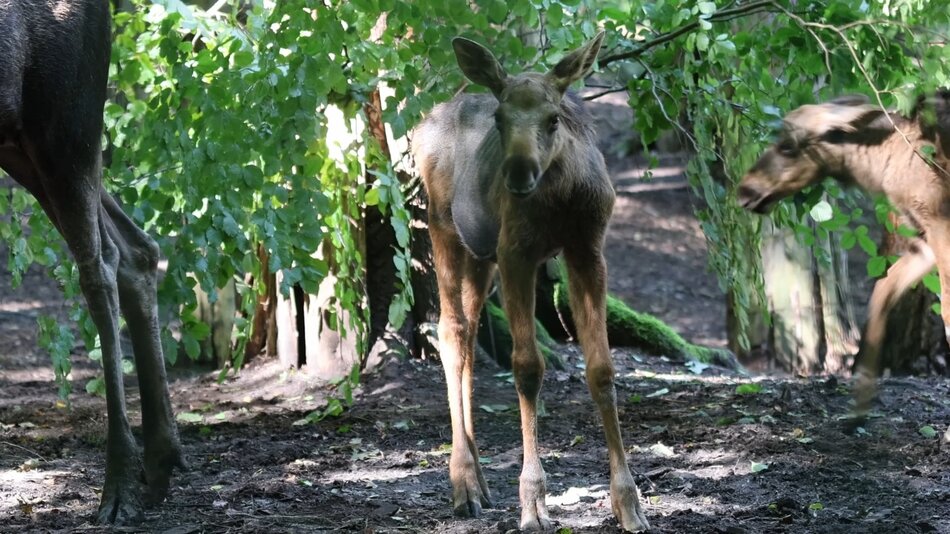 Narodziny w gdańskim zoo