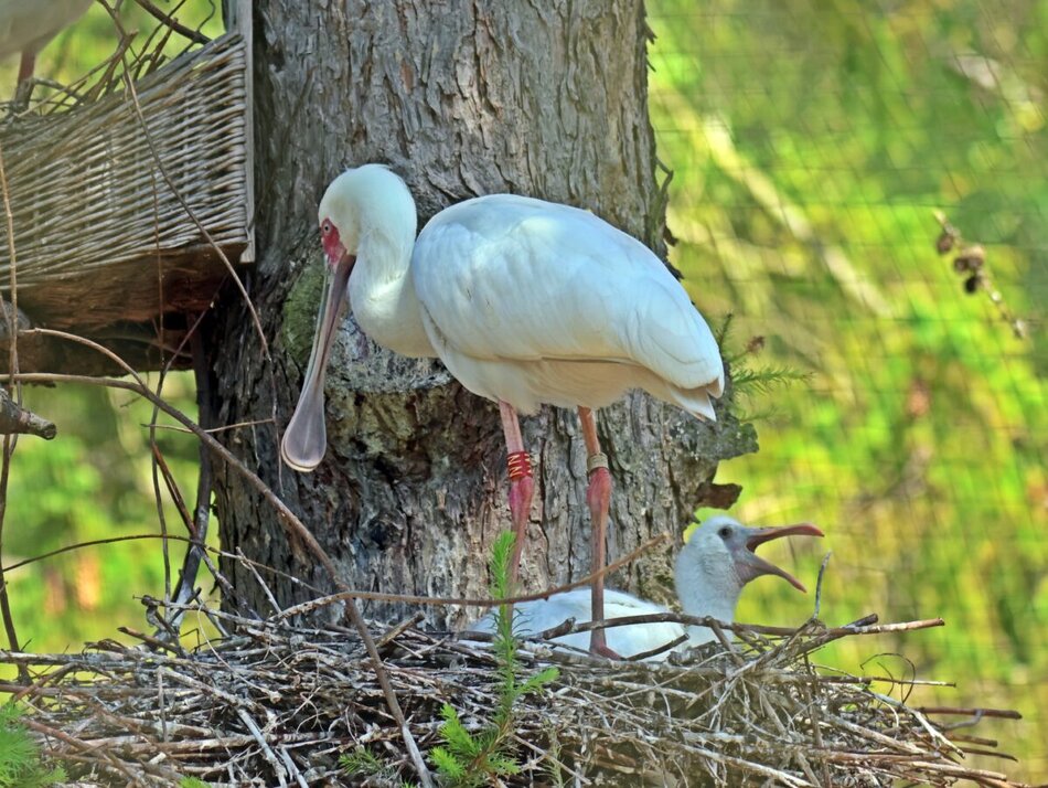 Nowe pisklęta w zoo: wykluły się warzęchy