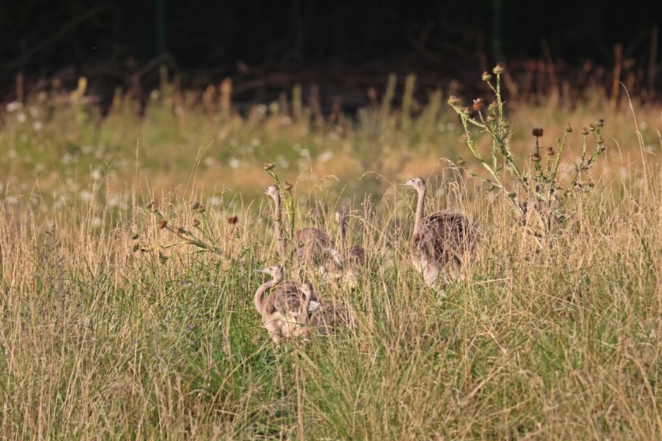 Nowe pisklęta w zoo: wykluły się nandu szare