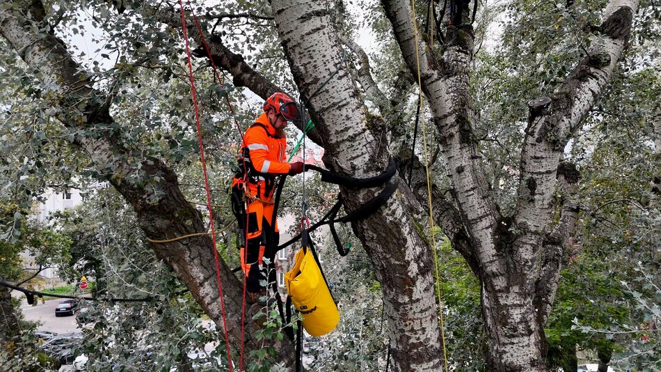 Wiekowe topole – pomniki przyrody - zabezpieczone