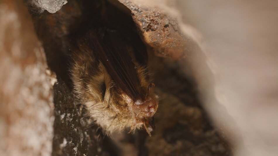 Nietoperze gdańskich podziemi