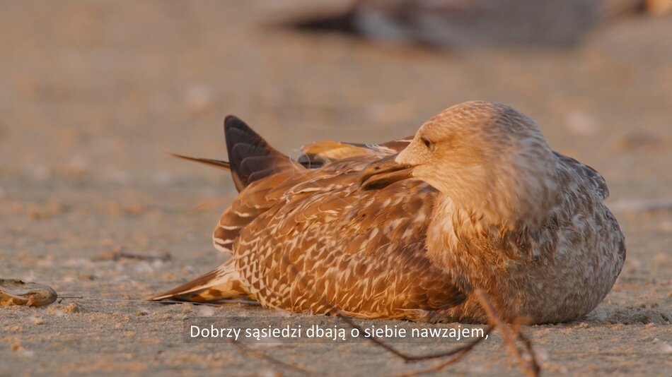 Śmieci śmiertelnym zagrożeniem dla ptaków