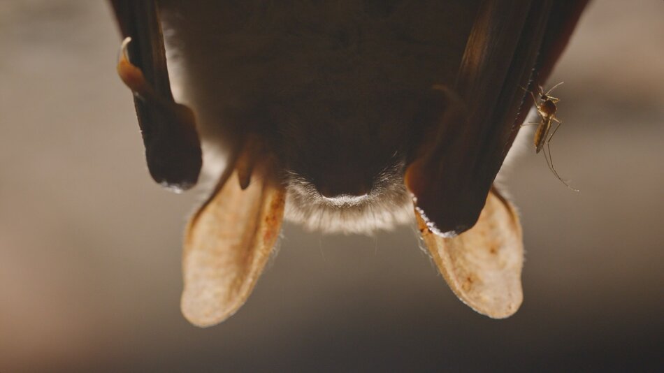 Nietoperze gdańskich podziemi