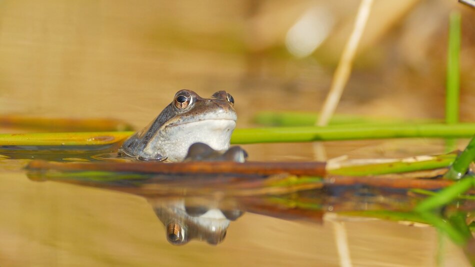 Żaby gdańskich mokradeł