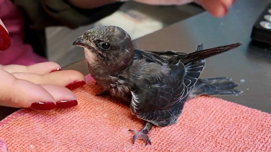 Uratowali ponad 20 tys. zwierząt