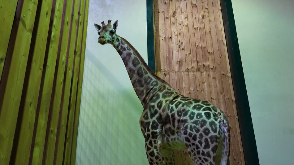 Młoda żyrafa aklimatyzuje się w gdańskim zoo