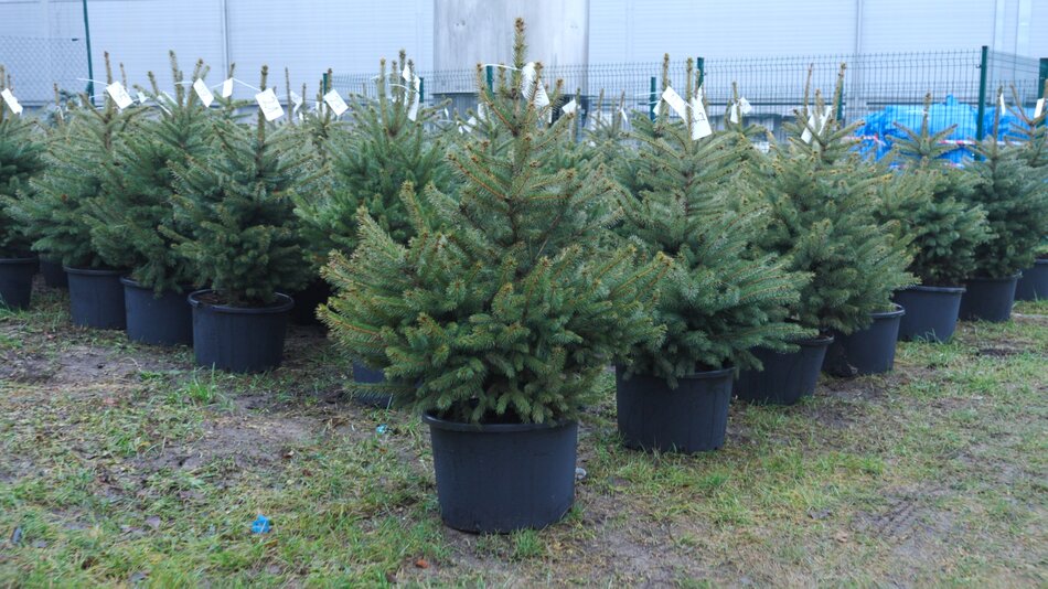 Wypożycz żywą choinkę - pomożesz zwierzętom