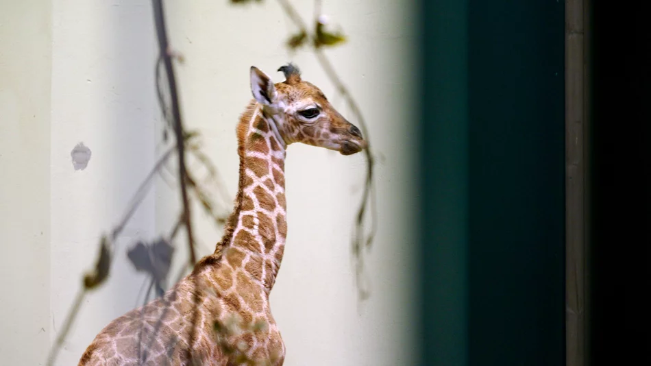 Radość w gdańskim zoo. Na świat przyszła żyrafa