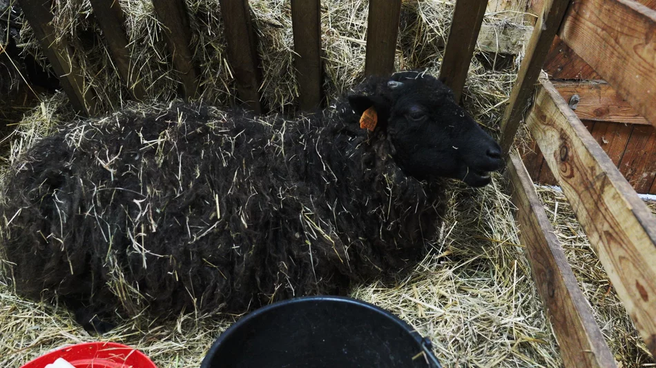 Żywa szopka na Strzyży