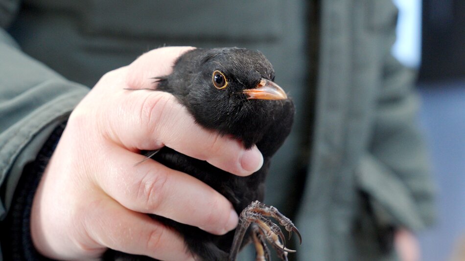 “Akcja Karmnik”, czyli zimowe obrączkowanie ptaków