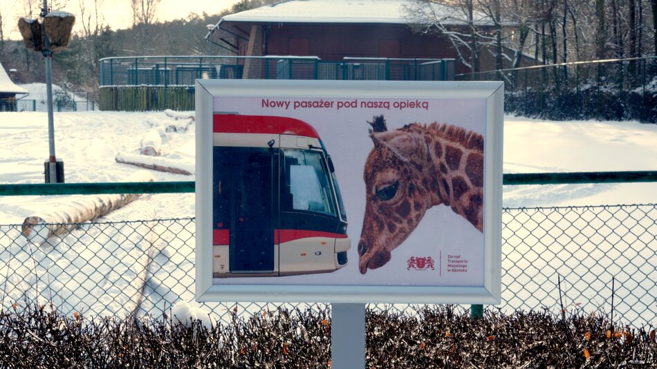 ZTM w Gdańsku opiekunem honorowym młodej żyrafy