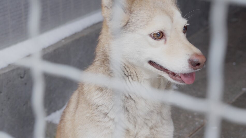 Schronisko „Promyk” przyjęło psy spod Radomia