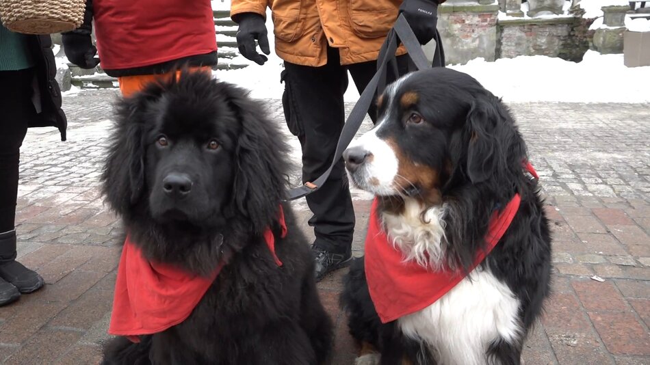WOŚP: z psami też łatwiej o datki!