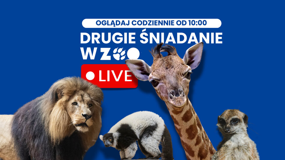 Drugie śniadanie w ZOO