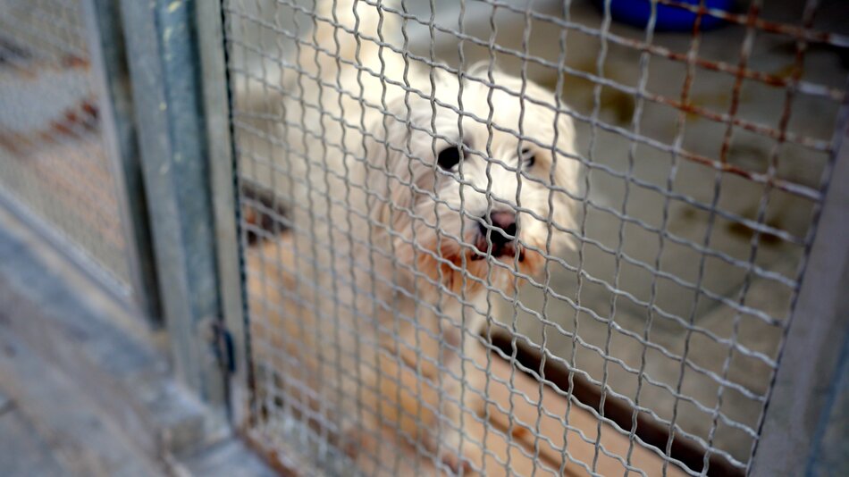 Światowy Dzień Zwierząt Bezdomnych