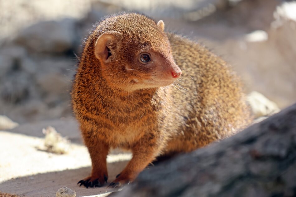 Mangusteczki karłowate zamieszkały w gdańskim zoo