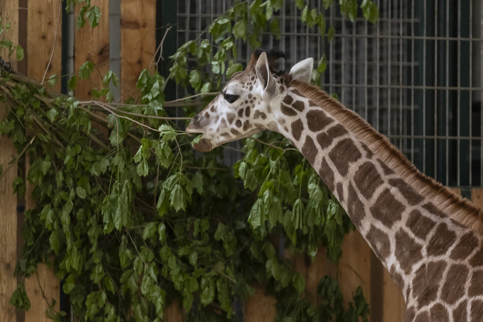 Żyrafa urodzona w gdańskim ZOO nazwana