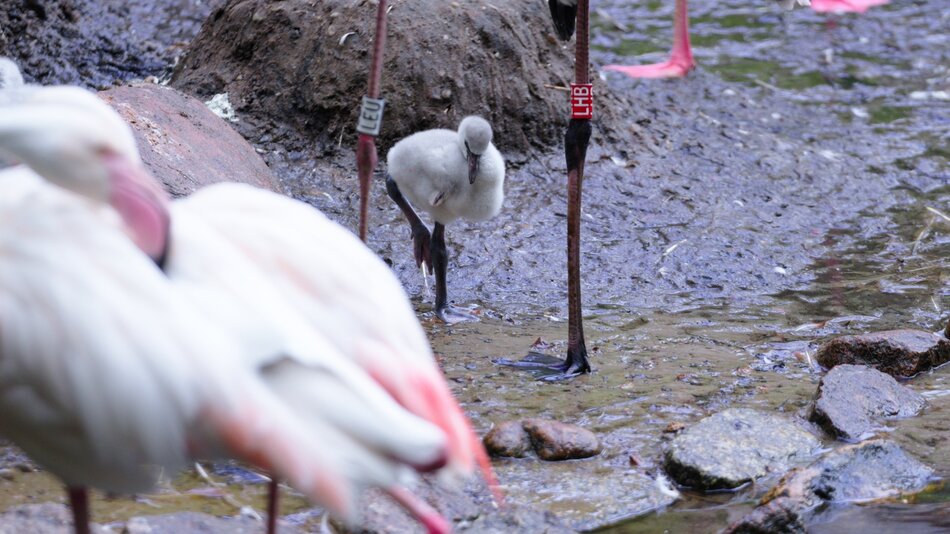 pisklęta flamingów w ZOO