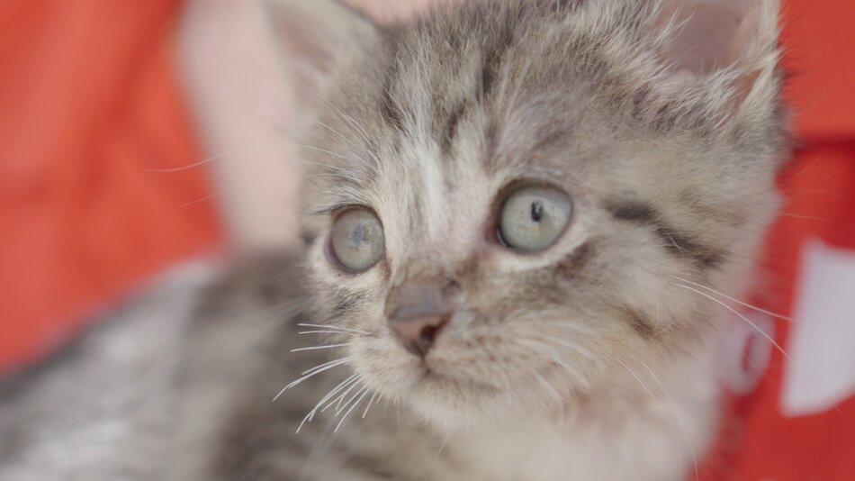 Koty czekają na adopcję w Promyku