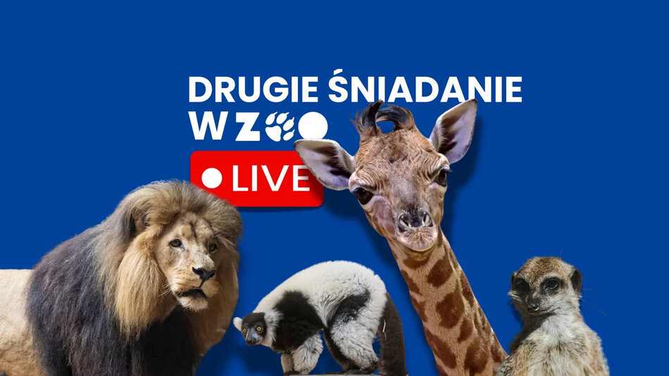 Drugie śniadanie w ZOO