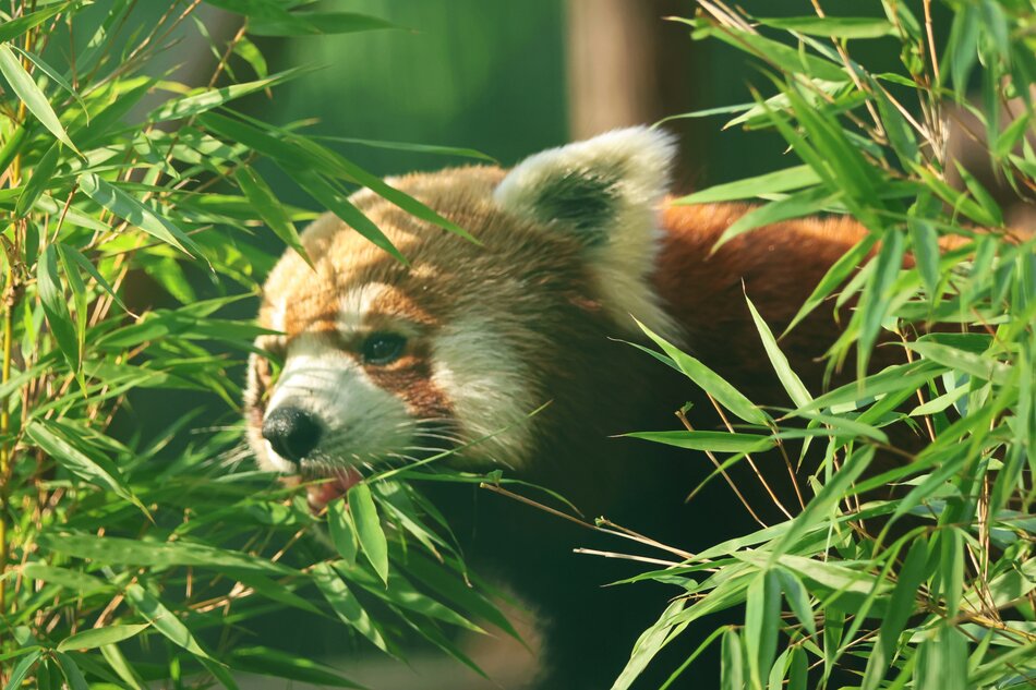 Nowa pandka ruda w gdańskim zoo