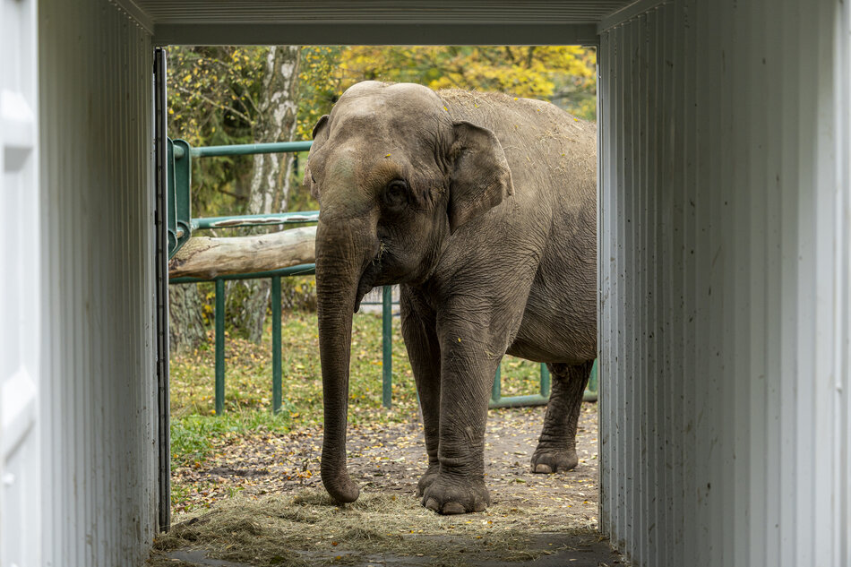 Słonica Wiki żegna się z gdańskim zoo