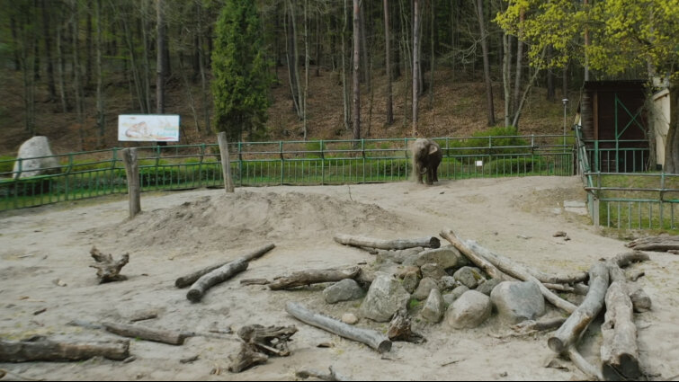 Gdańskie zoo w czasie pandemii - film z drona