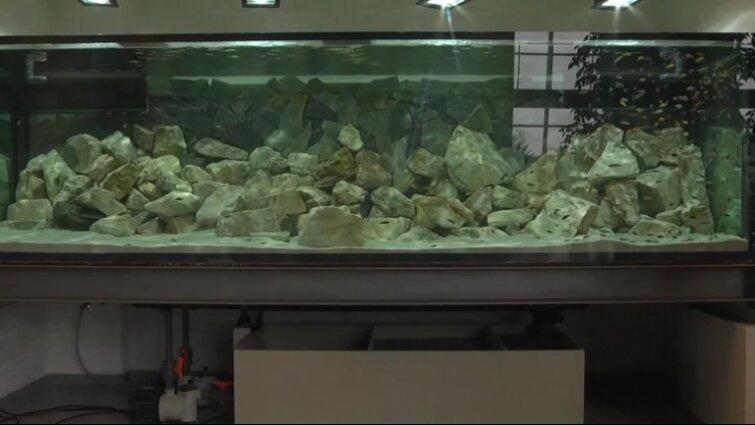 360 afrykańskich ryb zamieszkało w akwarium na UG
