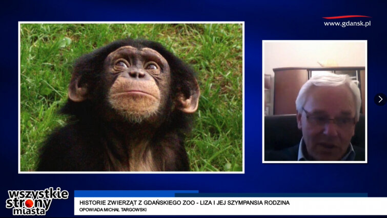 Historie zwierząt z gdańskiego zoo - Liza i jej szympansia rodzina