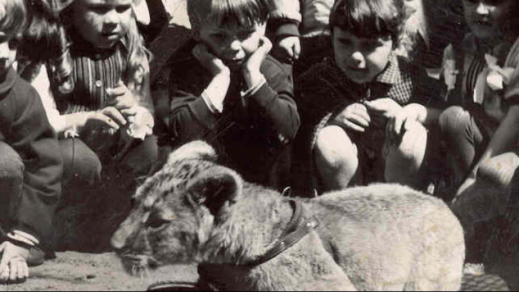 Historie zwierząt z gdańskiego zoo. Iga - oswojona lwica, która uwielbiała ludzi
