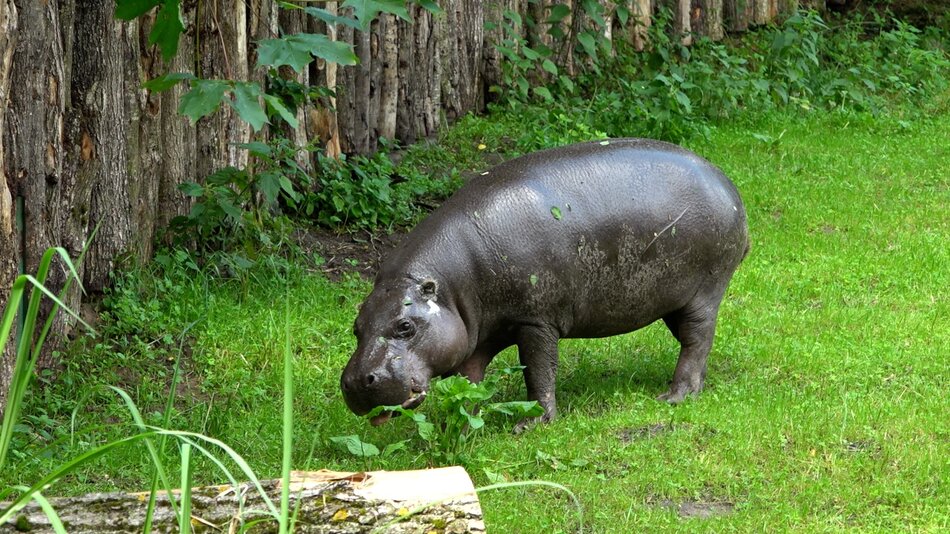 Hipopotamy karłowate mają nowy dom