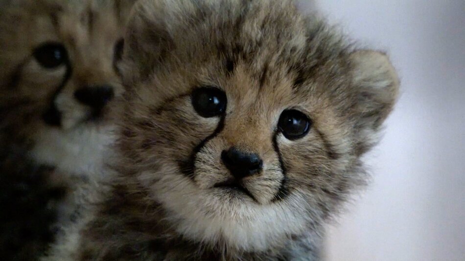 Pięć małych gepardów urodziło się w gdańskim zoo