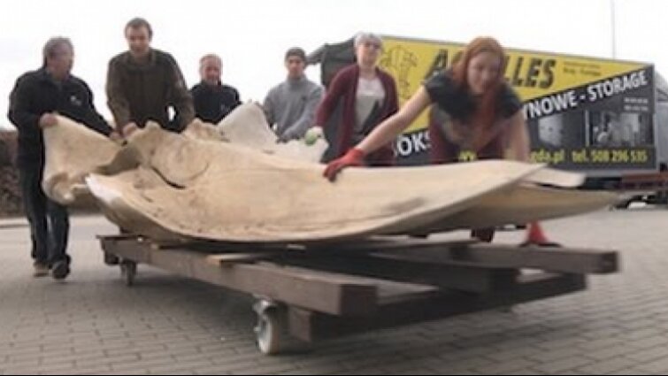 Wieloryb wpłynął na UG! Szkielet płetwala na Wydziale Biologii