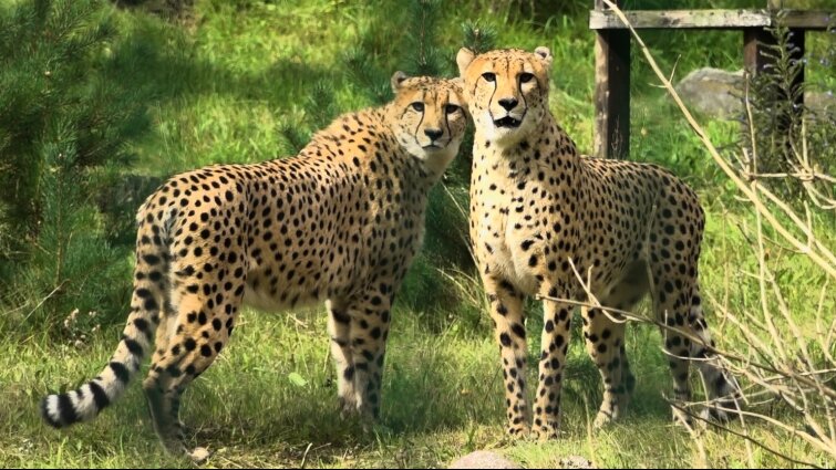 Akin i Thabo. Bracia gepardy zamieszkali w gdańskim ZOO
