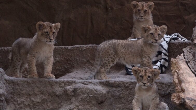 W gdańskim zoo urodziły się cztery lwiątka