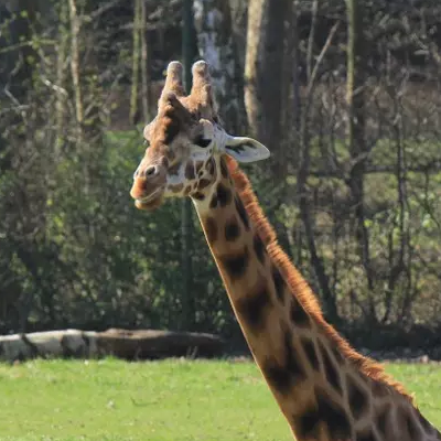 Link do opisu wydarzenia: Światowy Dzień Żyrafy