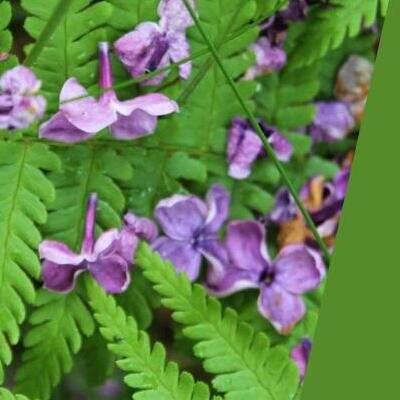 Link do opisu wydarzenia: Zmysły w lesie - spacer przyrodniczy (nie tylko) dla seniorów