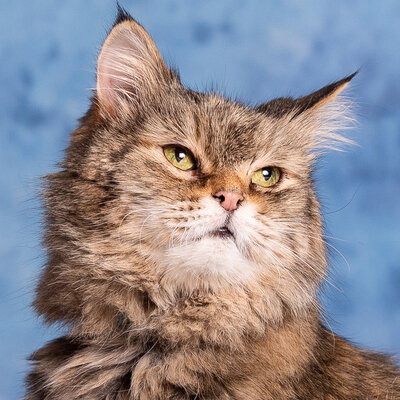 Link do opisu wydarzenia: Kocie budki do odbioru w schronisku "Promyk"