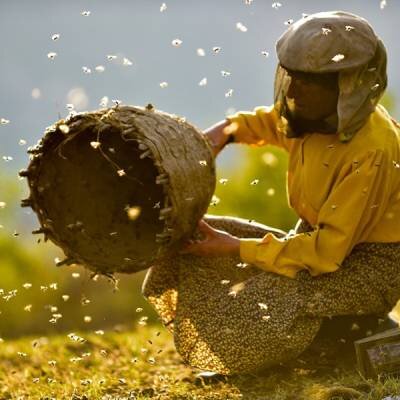 Link do opisu wydarzenia: Kraina miodu