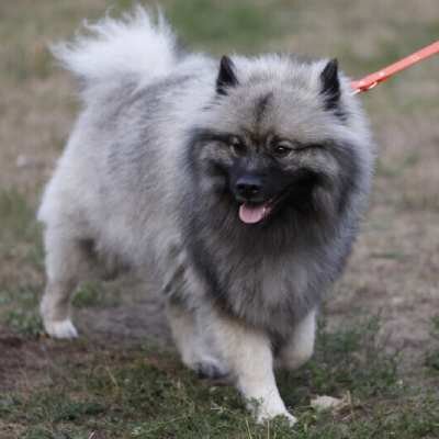 Link do opisu wydarzenia: Międzynarodowa Wystawa Psów Rasowych