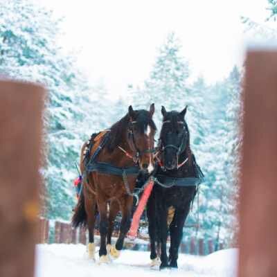 Link do opisu wydarzenia: Strefa Młodzi Wiedzą: Zimowy kulig!