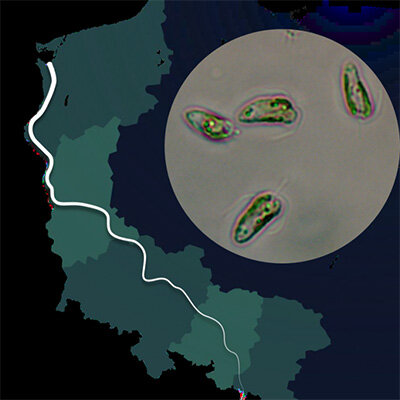 Link do opisu wydarzenia: Czy Prymnesium parvum nadal może stanowić zagrożenie w Odrze?