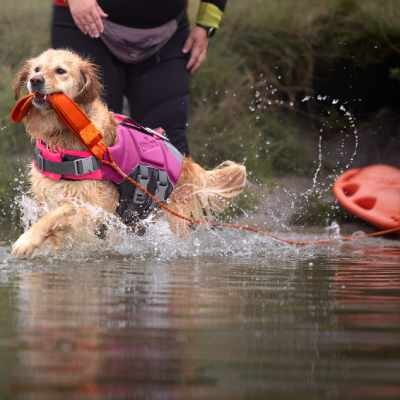 Link do opisu wydarzenia: Przyjdź z psem na plażę - edycja letnia